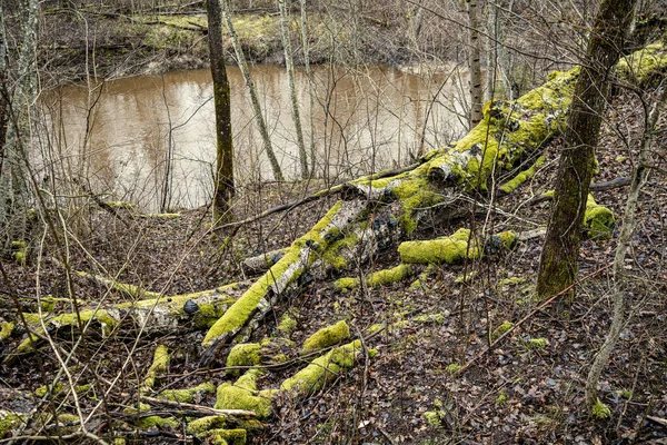 Bosque Invierno Desnudo Con Árboles Sin Nieve Con Hojas Árboles —  Fotos de Stock