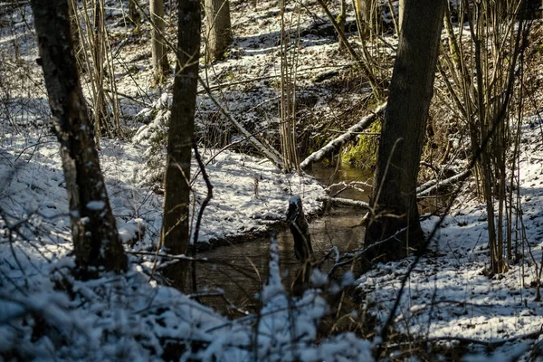 Schneebedeckte Baumstämme Und Vegetation Abstrakter Üppiger Textur Winter — Stockfoto