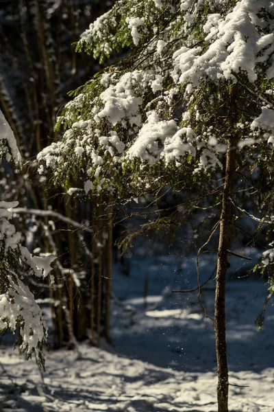 Лес Старыми Стволами Деревьев Зеленой Растительностью Зимой Густая Пышность Деревьев — стоковое фото