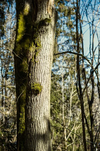 Ліс Старими Стовбурами Дерев Зеленою Рослинністю Взимку Безладне Пишне Дерево — стокове фото