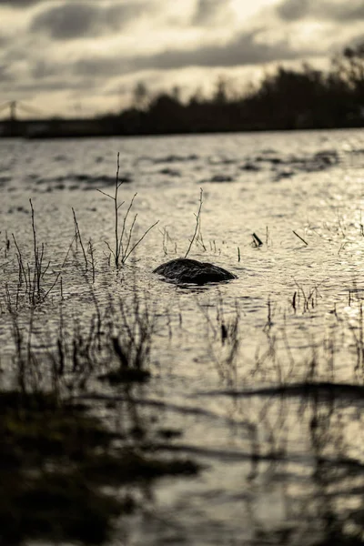 Vuil Meer Met Bomen Stof Het Water Bij Zonsondergang Herfst — Stockfoto