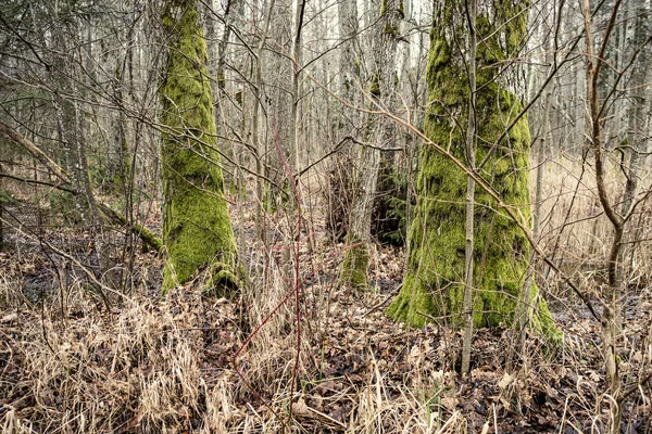 Bosque Invierno Vacío Invierno Sin Nieve Sin Hojas Árboles Pasarela — Foto de Stock