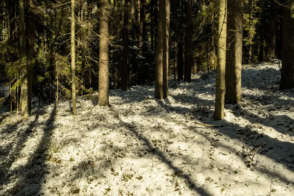 shadows under the trees in winter forest with low snow and green moss under