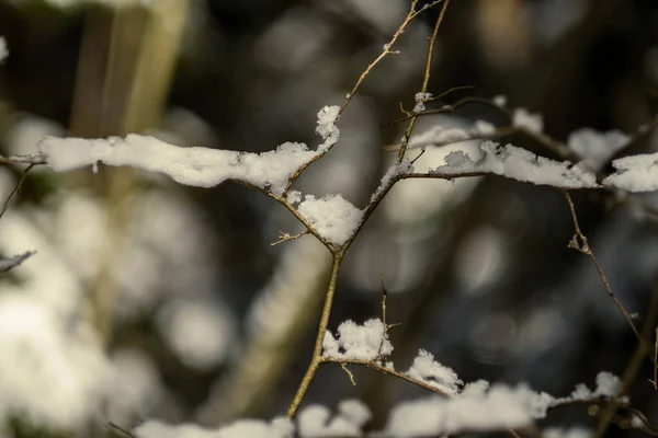Zasněžené Kmeny Stromů Vegetace Abstraktní Svěží Textuře Zimě — Stock fotografie