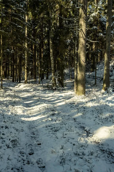 Snöig Gångväg För Skogspromenader Vintern Solig Dag Med Trappor Snö — Stockfoto