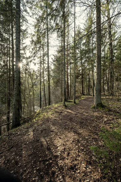 Forêt Hiver Vide Hiver Sans Neige Sans Feuilles Arbre Passerelle — Photo