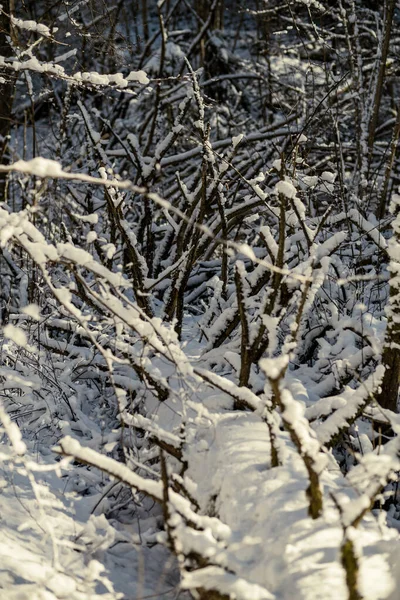 Tronchi Albero Ricoperti Neve Vegetazione Astratta Texture Lussureggiante Inverno — Foto Stock