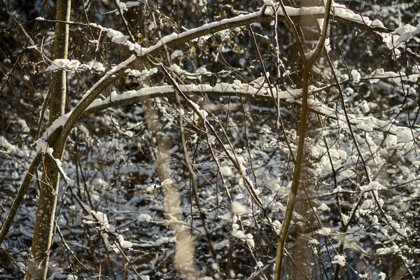 Snötäckta Trädstammar Och Vegetation Abstrakt Frodig Konsistens Vintern — Stockfoto