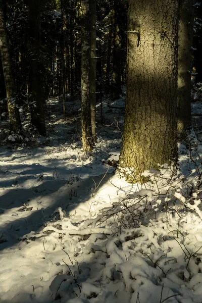Les Ombres Sous Les Arbres Dans Forêt Hiver Avec Neige — Photo