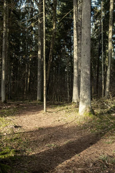 Üres Téli Erdő Télen Fák Nélkül Park Sétány Lettországban — Stock Fotó