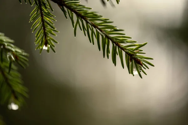 Färska Gröna Granblad Skogen Med Suddig Bakgrund — Stockfoto