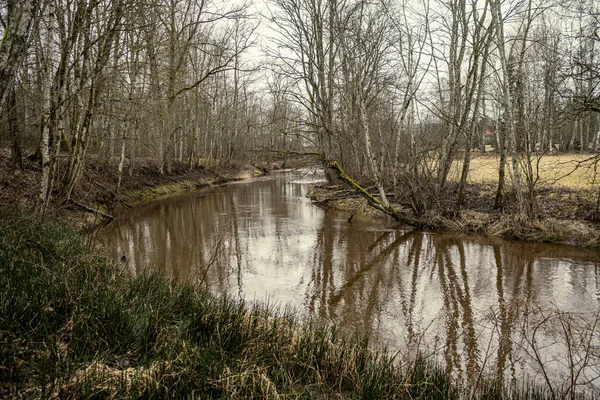 Vue Panoramique Rivière Forestière Mergupe Lettonie Hiver Sans Neige Vitesse — Photo