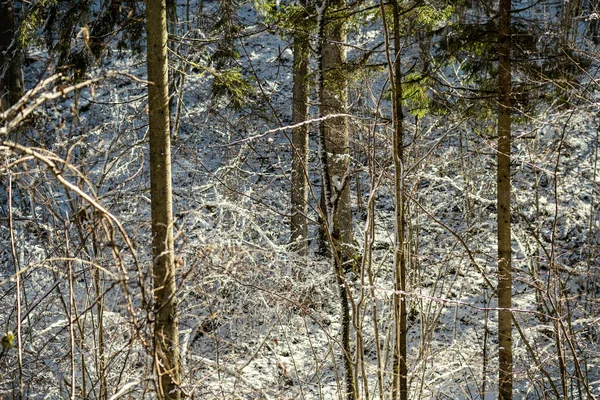 Troncos Árvores Cobertas Neve Vegetação Textura Exuberante Abstrata Inverno — Fotografia de Stock