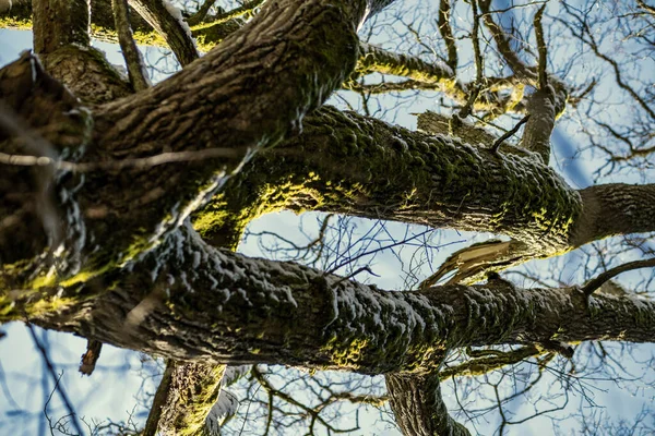 Floresta Com Troncos Árvores Velhas Vegetação Verde Inverno Exuberante Bagunçado — Fotografia de Stock