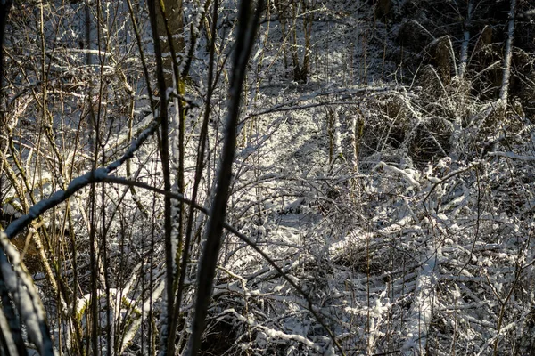 Besneeuwde Boomstammen Vegetatie Abstracte Weelderige Textuur Winter — Stockfoto