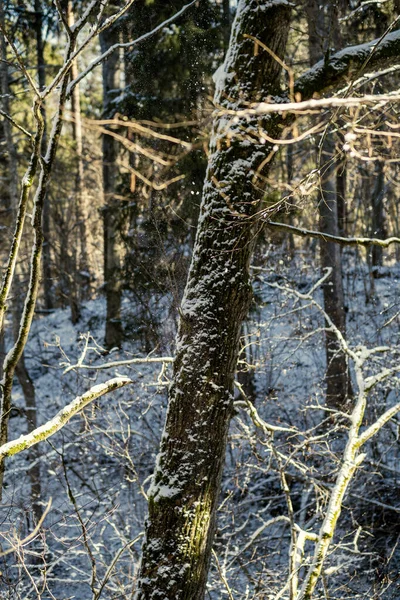 Snow Covered Tree Trunks Vegetation Abstract Lush Texture Winter — 스톡 사진