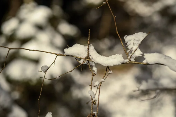 冬は雪に覆われた木の幹や植生が抽象的な緑豊かな質感で — ストック写真