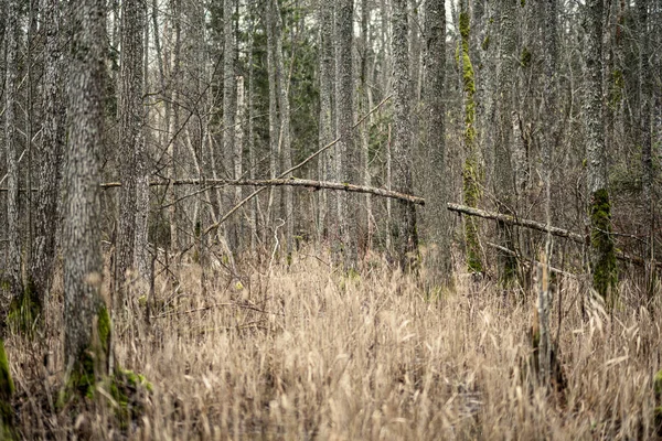 Пустой Зимний Лес Зимой Снега Листьев Деревьев Прогулка Парку Латвии — стоковое фото