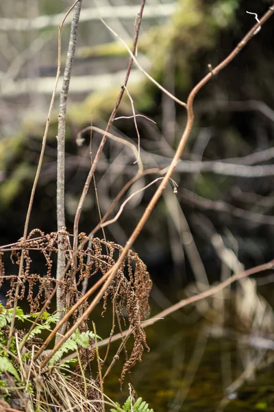 Natura Texture Modello Astratto Con Vegetazione Piccole Foglie Terra — Foto Stock