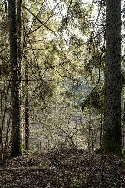 Kışın Ağaçsız Karsız Bir Kış Ormanı Letonya Park Geçidi — Stok fotoğraf