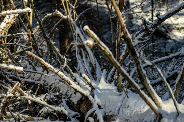 Tronchi Albero Ricoperti Neve Vegetazione Astratta Texture Lussureggiante Inverno — Foto Stock