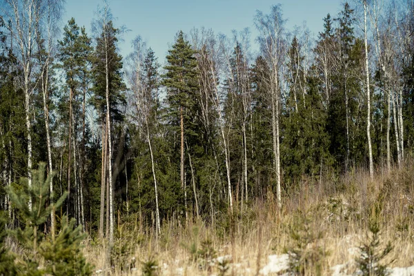 Bosque Con Troncos Árboles Viejos Vegetación Verde Invierno Desordenado Exuberante — Foto de Stock