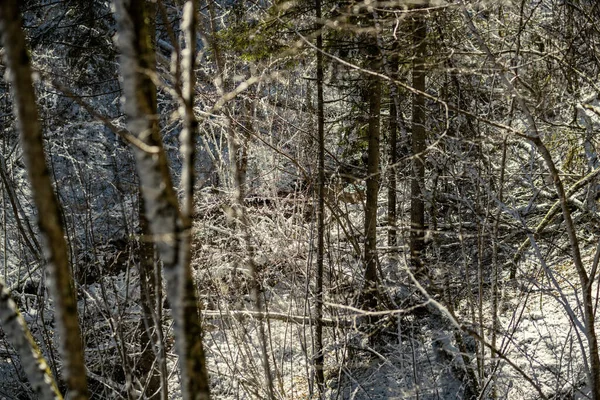 Les Troncs Arbres Recouverts Neige Végétation Abstraite Texture Luxuriante Hiver — Photo