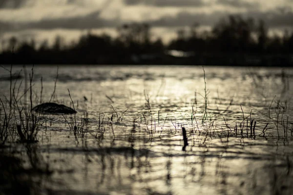 Dirty Lake Trees Dust Water Sunset Autumn — Photo