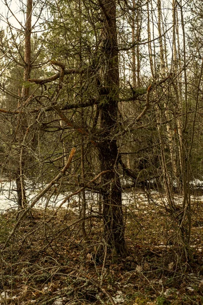Floresta Inverno Vazia Inverno Sem Neve Sem Folhas Árvore Passarela — Fotografia de Stock