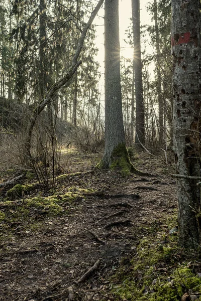 Forêt Hiver Vide Hiver Sans Neige Sans Feuilles Arbre Passerelle — Photo