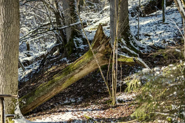 Bos Met Oude Boomstammen Groene Vegetatie Winter Rommelige Weelderige Bomen — Stockfoto