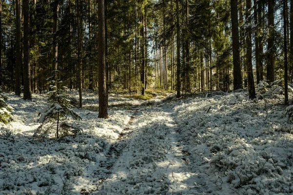 Śnieżna Ścieżka Chodzenia Lesie Zimą Słoneczny Dzień Schodami Pod Śniegiem — Zdjęcie stockowe