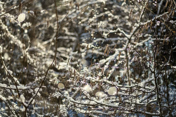 Troncos Árvores Cobertas Neve Vegetação Textura Exuberante Abstrata Inverno — Fotografia de Stock