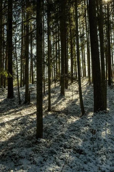 Sombras Sob Árvores Floresta Inverno Com Baixa Neve Musgo Verde — Fotografia de Stock