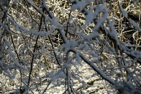 Pokryte Śniegiem Pnie Drzew Roślinność Abstrakcyjnej Bujnej Konsystencji Zimie — Zdjęcie stockowe
