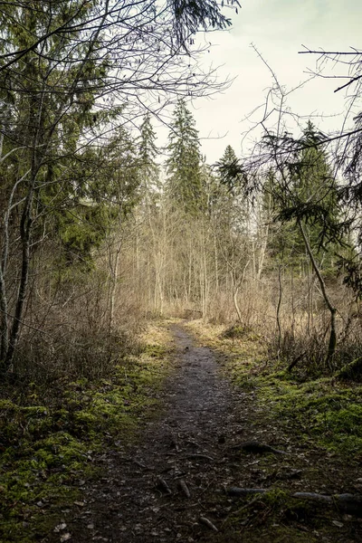 Des Arbres Forestiers Par Une Journée Ensoleillée Automne Caractère Abstrait — Photo