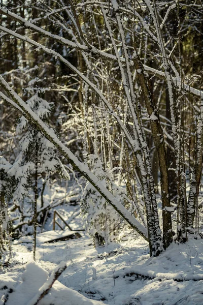 Заснеженные Стволы Деревьев Растительность Абстрактной Пышной Текстуре Зимой — стоковое фото