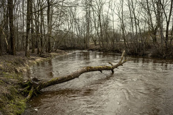 Γραφική Θέα Του Ποταμού Mergupe Δάσος Στη Λετονία Χειμώνα Χωρίς — Φωτογραφία Αρχείου