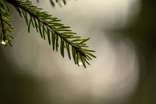 Färska Gröna Granblad Skogen Med Suddig Bakgrund — Stockfoto