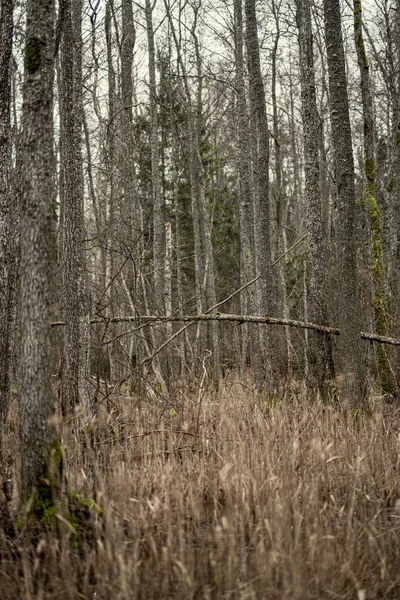 Forêt Hiver Vide Hiver Sans Neige Sans Feuilles Arbre Passerelle — Photo