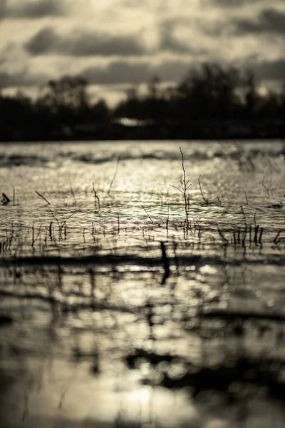 Dirty Lake Trees Dust Water Sunset Autumn — Photo