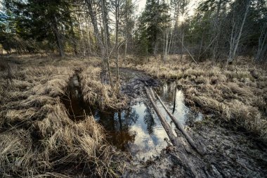 Yeşil yosun, güneş ışığı ve yaşlı ağaçlarla dolu bahar ormanı.