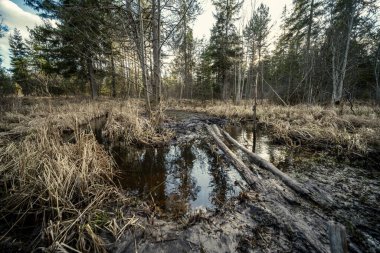 Yeşil yosun, güneş ışığı ve yaşlı ağaçlarla dolu bahar ormanı.