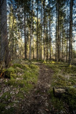 Yeşil yosun, güneş ışığı ve yaşlı ağaçlarla dolu bahar ormanı.