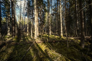 Yeşil yosun, güneş ışığı ve yaşlı ağaçlarla dolu bahar ormanı.