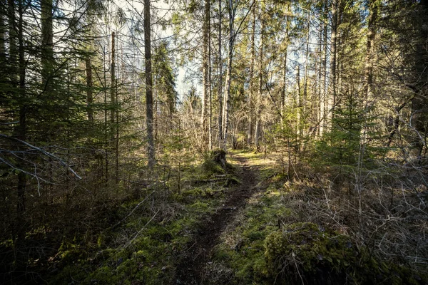 Vårskog Med Grön Mossa Och Solstrålar Och Gamla Träd — Stockfoto