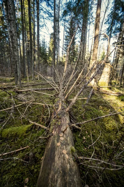 Tavaszi Erdő Zöld Mohával Napsugarakkal Öreg Fákkal — Stock Fotó