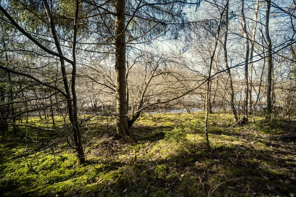 Vårskog Med Grön Mossa Och Solstrålar Och Gamla Träd — Stockfoto