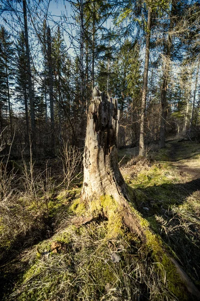 Tavaszi Erdő Zöld Mohával Napsugarakkal Öreg Fákkal — Stock Fotó