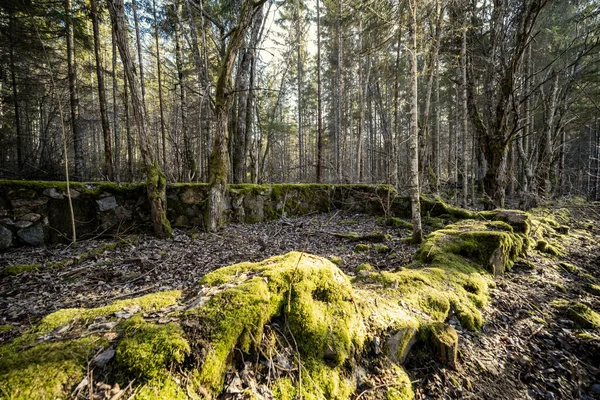 Foresta Primaverile Con Muschio Verde Raggi Sole Alberi Secolari — Foto Stock